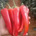 فلفل شاكيرا شتلات
