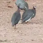 مطلوب دجاج حبشي من عمر 5 شهور الى10 شهور