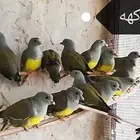 حمام الفاكهه