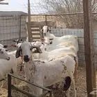 معزا بيشية
