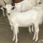 حري سواكني تيوس