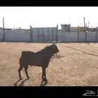 تيس فحل جنوبي محايلي بيور منتج وحار