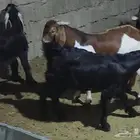 تيوس عوارض ودهم ذبائح ومشاريع فحول