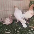 جوز زاجل فراشه