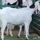 عنزين جم دفيع مطورات بيض برص فواخر