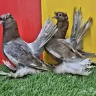طبه الاسكا فاخرة