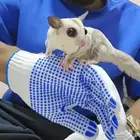 سنجاب شوقر قلايدر