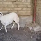 رخل عمرها فوق 5 اشهر