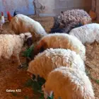 خرفان للبيع