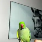 مفقود بالنظيم طير دره هندي