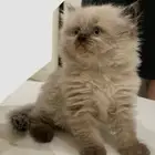 للتبني هملايا