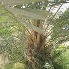 جميع انواع النخل المثمر والزينه