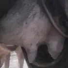 اركه تحتها بكره سليمه من جميع العيوب الشرعيه