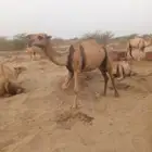 ناقه عاديه سنه ثني ثاني بطن سليمه من جميع