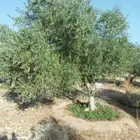يوجد لدينا جميع انواع الأشجار الزيتون لتوصل علا