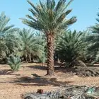 سلام عليكم ورحمه الله يوجد لدينا جميع انواع الاشجار