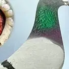 زغاليل سلفر وزاجل