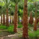يوجد لدينا نخل عربي ونخل وشنطني وزيتون
