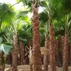 نخل وشنطني زينة للبيع جميع انواع المقسات توصيل خارج الرياض ت