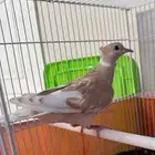 قمري