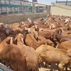 راعي غنم سوداني موجود في السودان