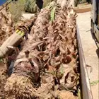 نقوم بشغال انواع النخيل عربي وشنطني قلع وغرس وتوريد