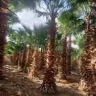 نخل زينه امريكي وشنطني