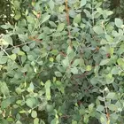 حناء ضواحي ينبع منطقة المدينه