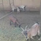 معزا قزم لببيع العدد 9 مع الفحل