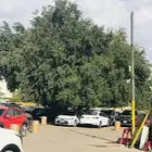 تزين الأشجار وجعلها مواقف سيارات