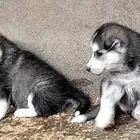 كلاب هاسكي للبيع