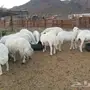 غنم حبص  دفيع عددها   16  مع  الفحل 