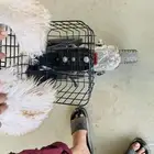 اسكوتر ابو سله