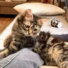 قطه شيرازيه للتبني عمرها 3 شهور