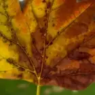 دكتورة صيدلانية كتابة بحوث وتصميم برزنتيشن و سيرة ذاتية