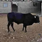 عجل عمر سنه ونص