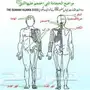 تعب الظهر والكتوف وابهر
