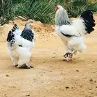 مطلوب دجاج براهما .