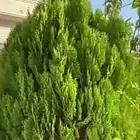 قص شجر