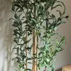 شجرة الزيتون شجرة زينه صناعي