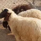 للبيع ثلاث هرافي نعيم خروف ورخلين طيبه