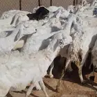 للبيع غنم حريات مضاريع وحيل 52مراح