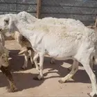 للبيع 10 حريات لاحقها قلة علف