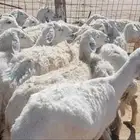 للبيع غنم حريات مضاريع 37رأس طيبه
