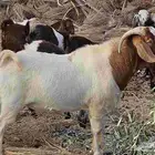 تيس بورقت للبيع