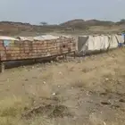 عسل سدر وطلح من مناحلنا الخاصه من محايل عسير
