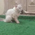 بسه