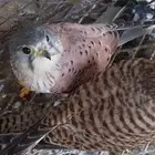 شبوط صقر الزوج 300