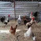 دجاج بلدي