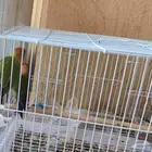عصافير روز منتج